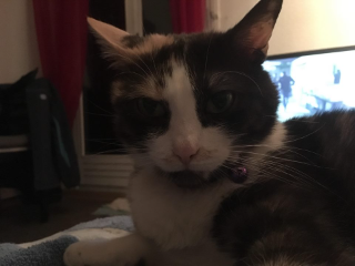 NINA