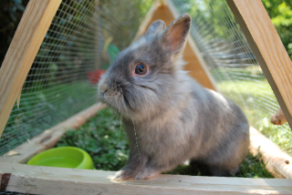 TITOU