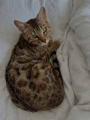 Chat