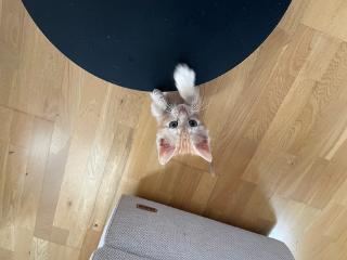 Ziggy