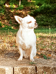 Photo de Orfée