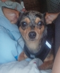 Milo