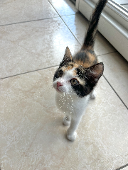 Cayenne