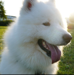 Tzuki