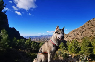 Photo de STELLA