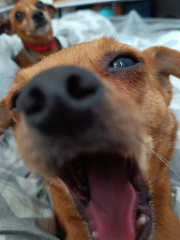 T'choupi