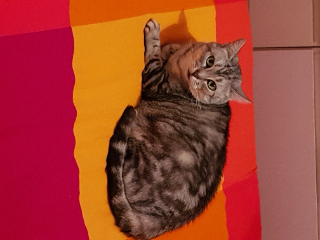 Kali