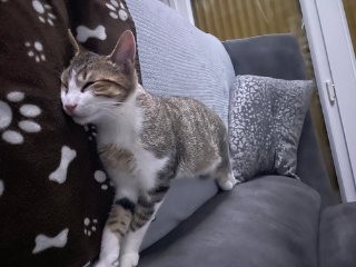 ORPI