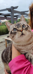 Nala