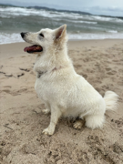 Photo de Shirka