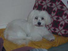 Photo de PRINCESSE