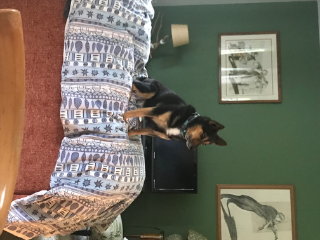 Kiba