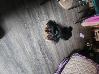 Photo de SMOTIE