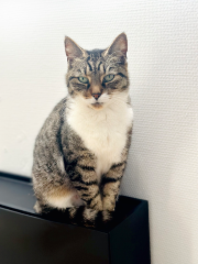 Frimousse