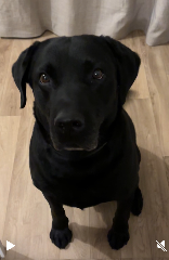 Négus