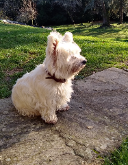 Myrtille