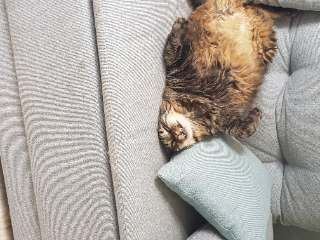 Newton