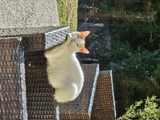 Zuri dit chouchou