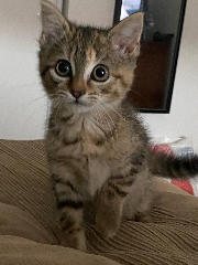 Léna