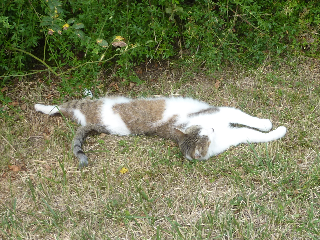 Mimi