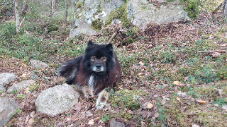 Photo de Myrsky