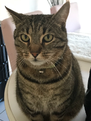 TITI