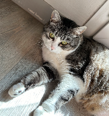 Tsuki