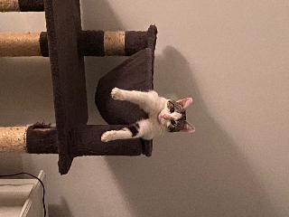 garde chat à la maison