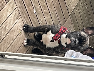 Stitch