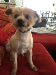 Photo de Milou