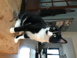 José