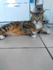 Doudou