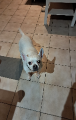 Photo de Luna
