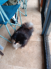 Photo de Zorra