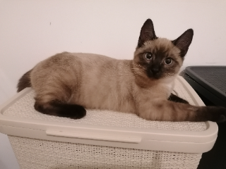 Snowky