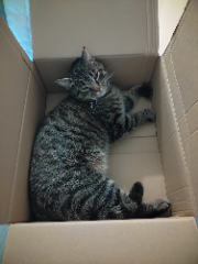 Photo de Mitsu