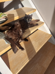 Minou