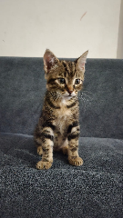 Photo de Scratch