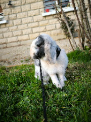 Groot