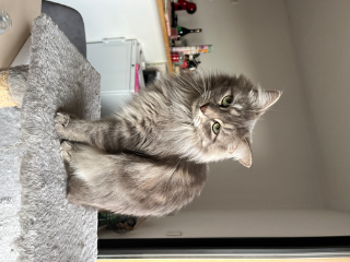 Vénus