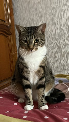 Sinay