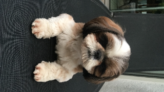 Myla