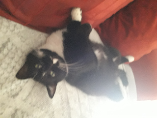 Photo de Simba