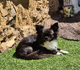 Photo de SCOOBY
