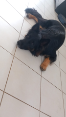 Photo de PONGO