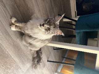 Photo de TSUKI