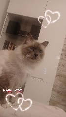 Photo de Floki