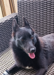 Nala