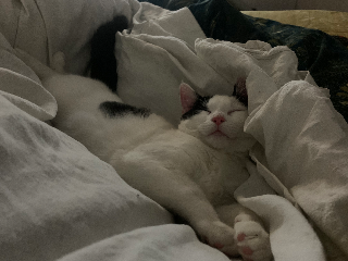 Mr Scotch
