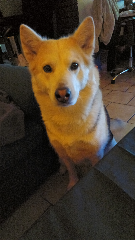 Photo de Nala